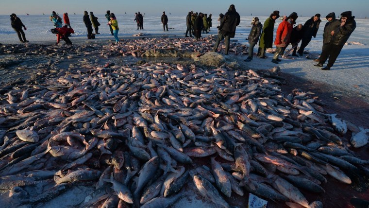 Много рыбы в реке