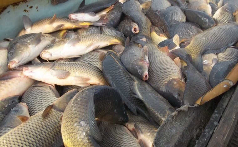 "Большой улов"