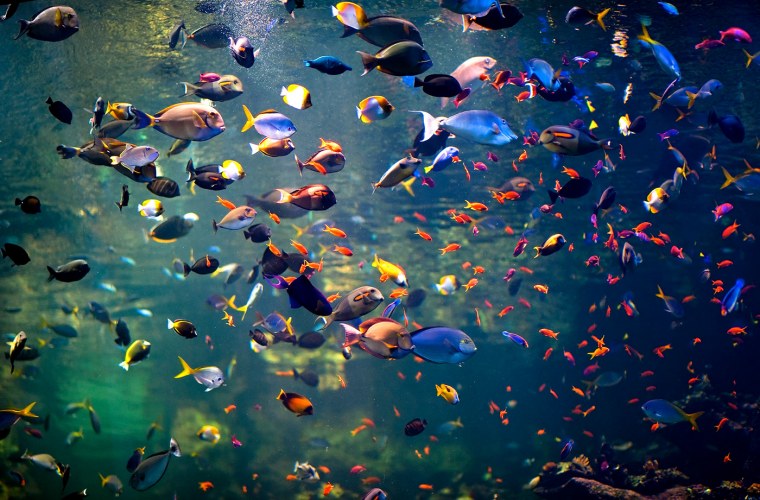 Мойва Охотское море