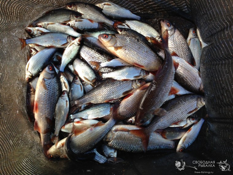 Чел и много рыбы