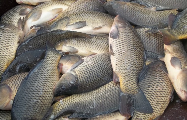 Океанские рыбы