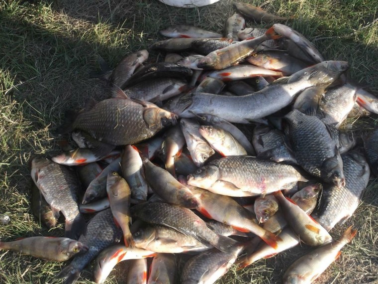 Зимовальные миграции рыб