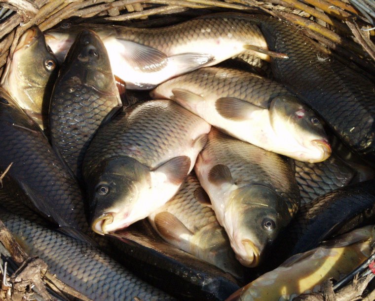 Куча рыбы