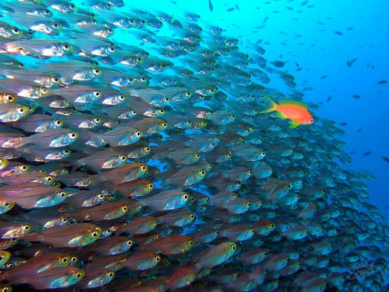 Стаи рыб в океане