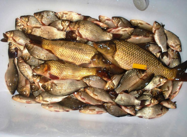 Чебак Озерный