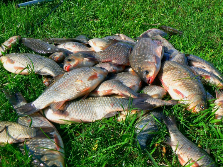 Азово Черноморская сельдь