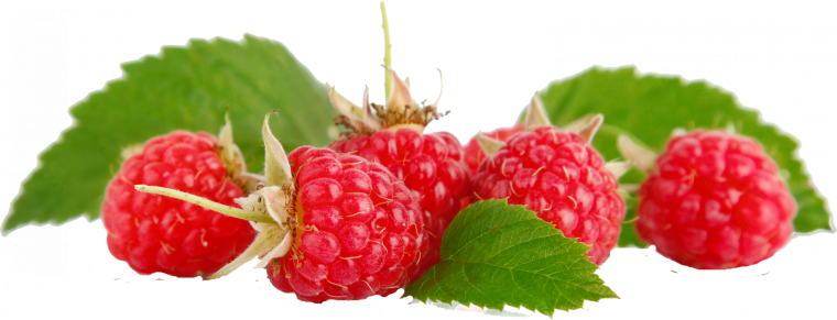 Кусты малины для фотошопа