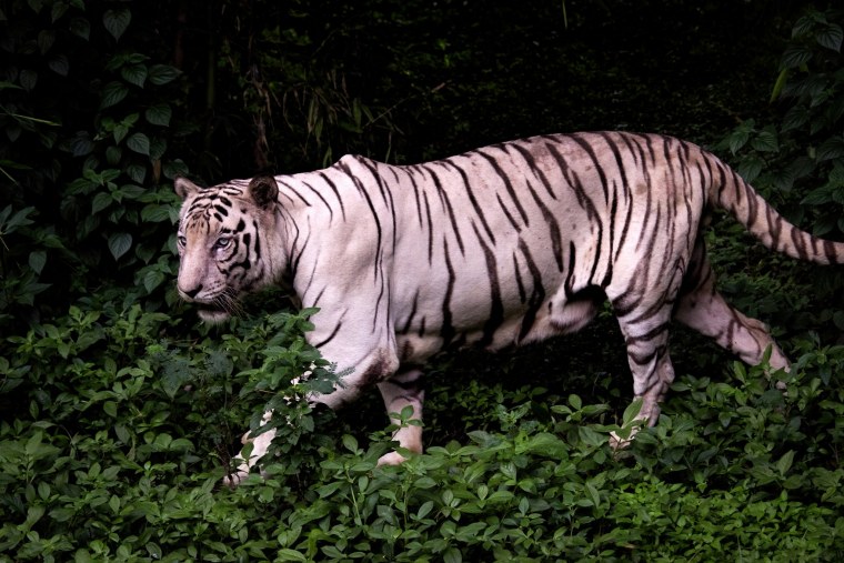 Гривастые львы