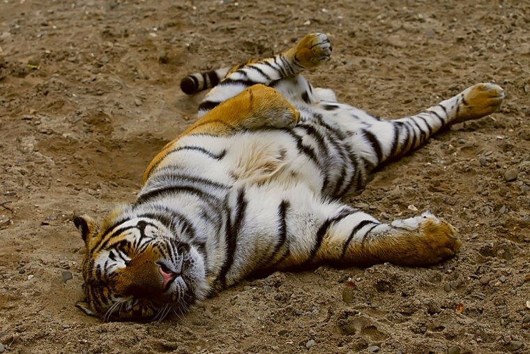 Тигр и рыжая кошка