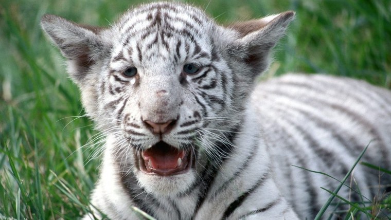 Тигр в клетке