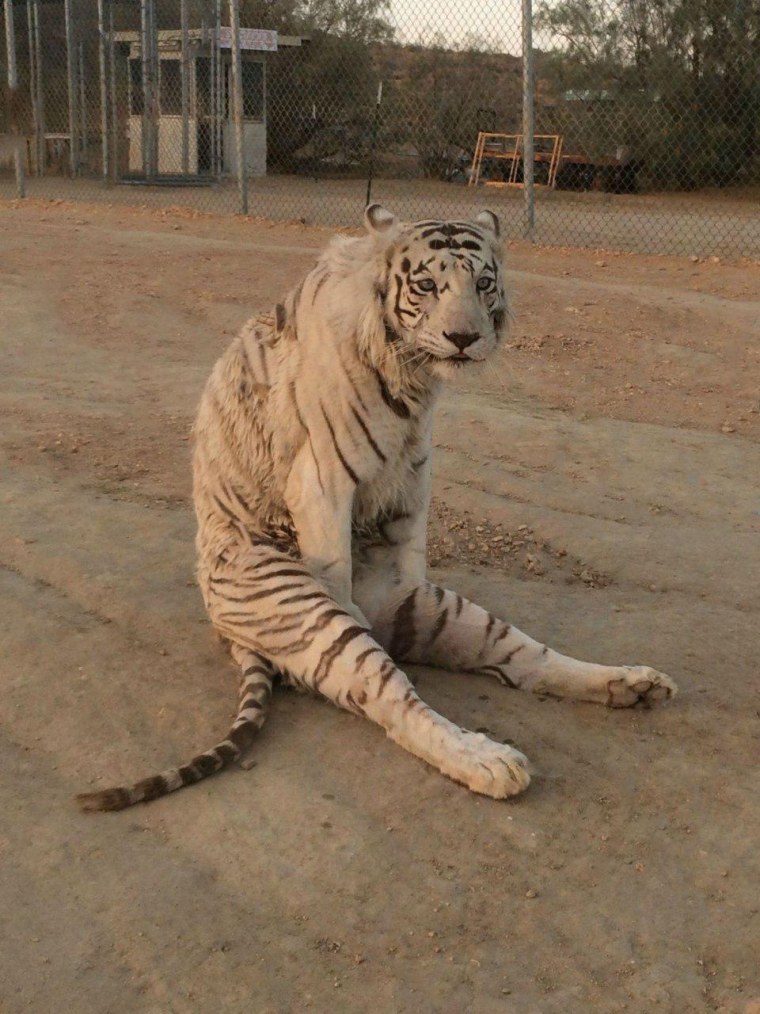 Смешной тигр