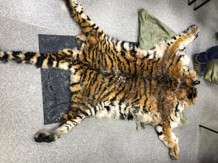 Амурский тигр браконьерство