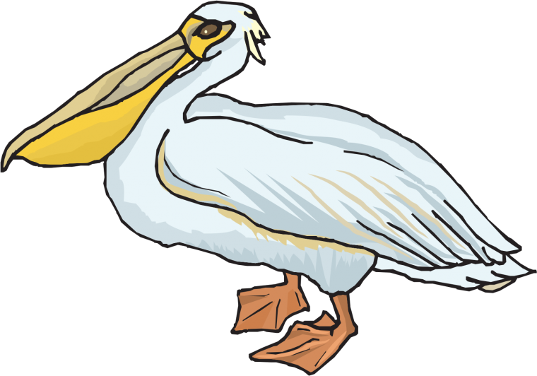 Пеликан иллюстрация