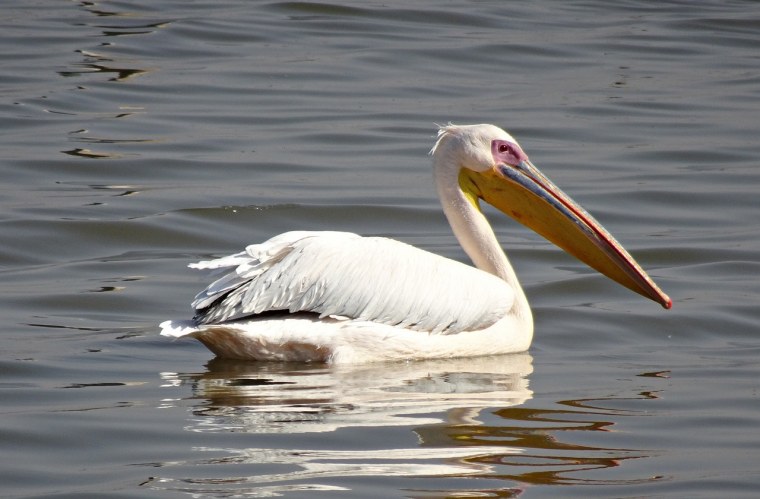 Пеликан мешконос