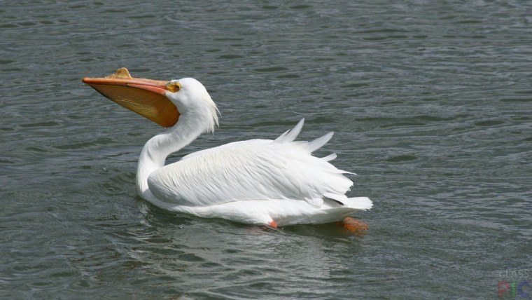 Птицы. Раскраска