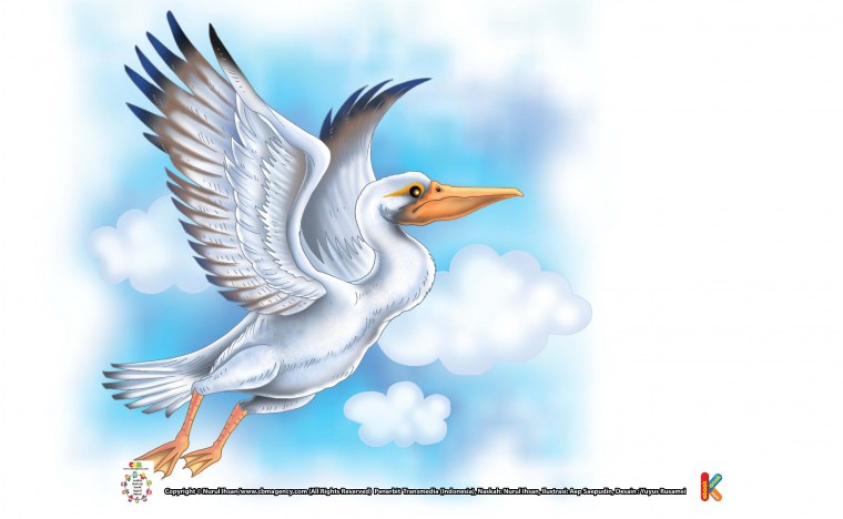 Пеликан раскраска для детей