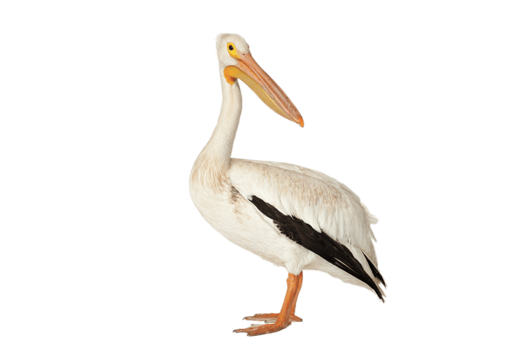 Пеликан рисунок