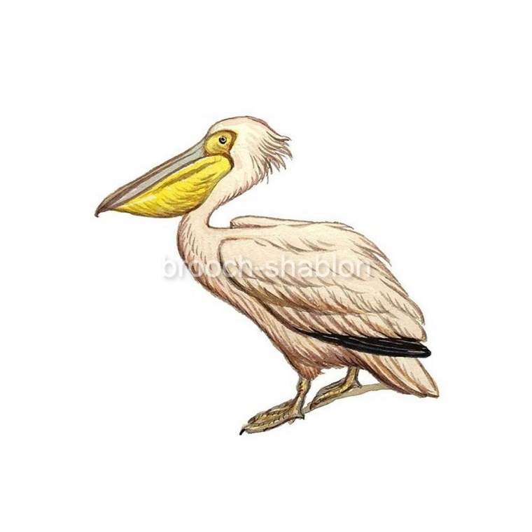 Пеликан для дошкольников
