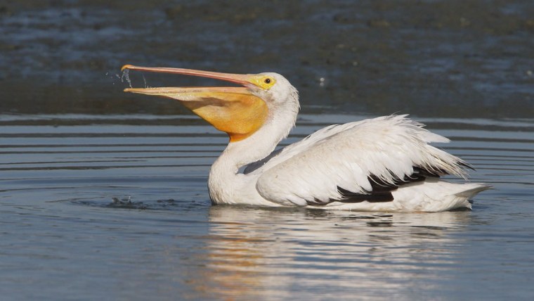 Розовый Пеликан на прозрачном фоне