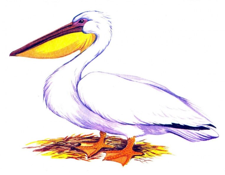 Пеликан мультяшный