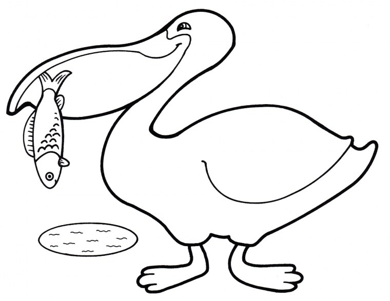 Пеликан на прозрачном фоне мультяшный