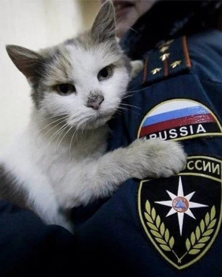 Котик полицейский