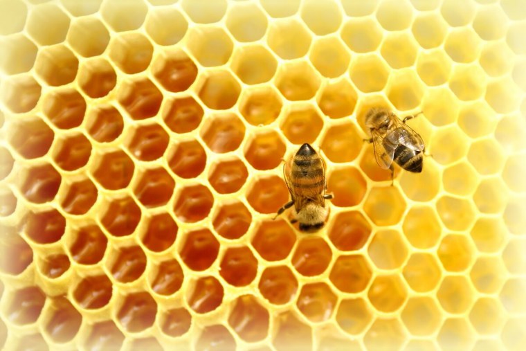 Мед соты пчелы