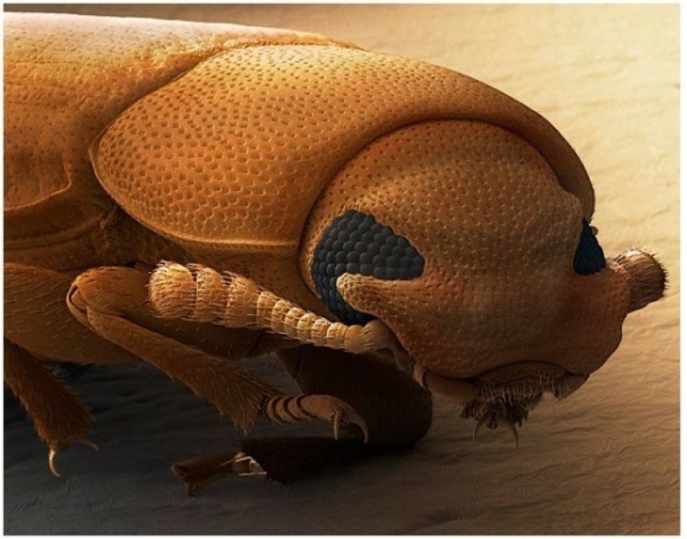 Блоха собачья под микроскопом