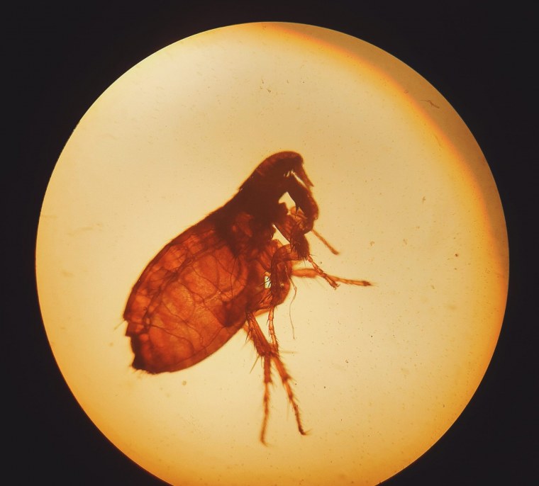 Вошь платяная (Pediculus humanus humanus