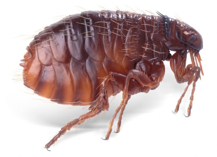 Микромир насекомые под микроскопом