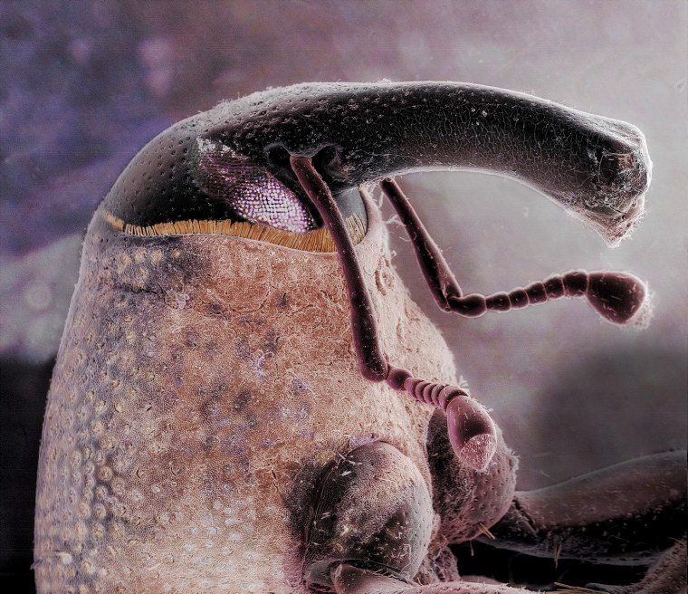 Сапрофиты бельевые клещи