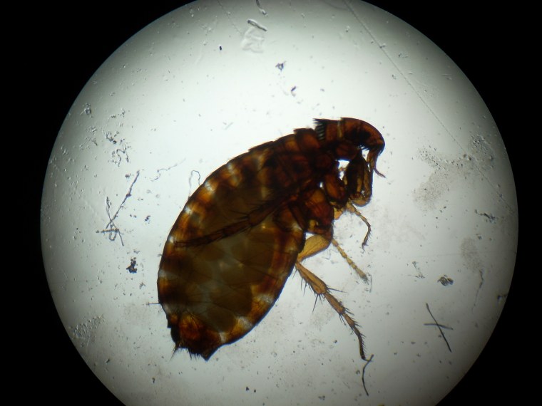 Блоха Кошачья под микроскопом