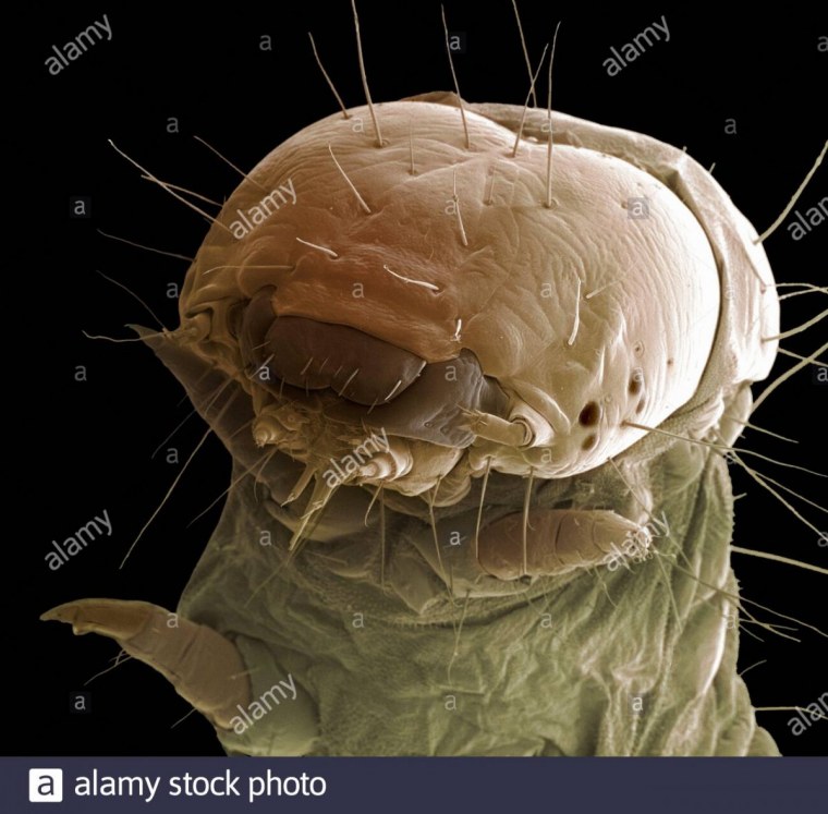 Чума инфицированная блоха