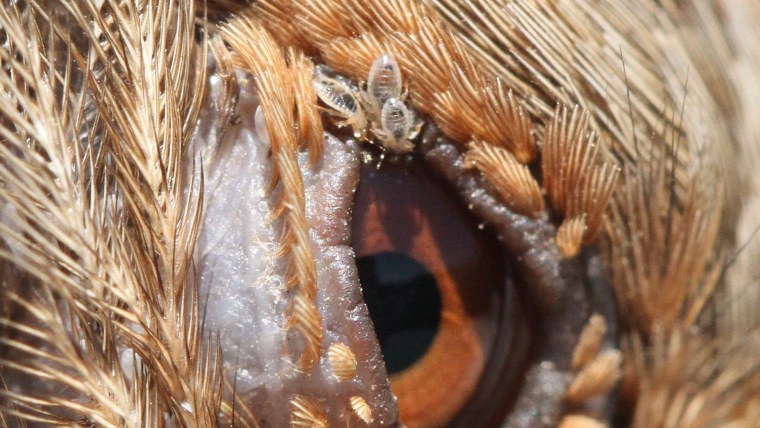 Пылевые клещи под микроскопом