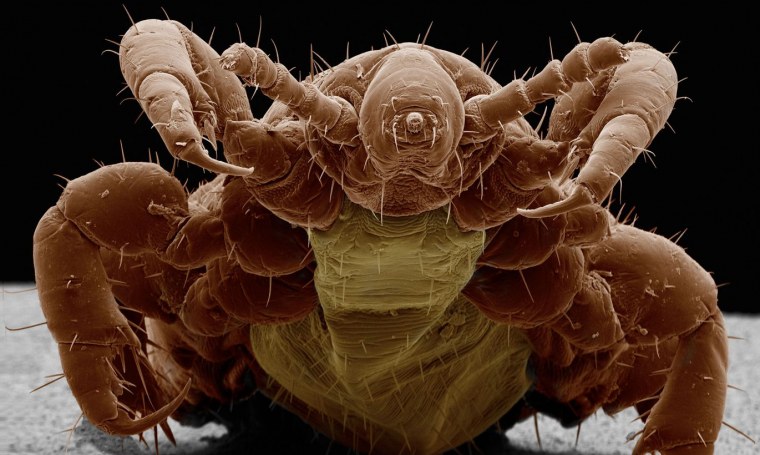 Блоха самец под микроскопом