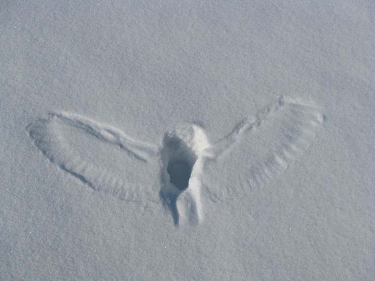 Гудков в.м следы зверей и птиц