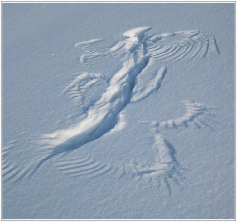 Следы голубя на снегу