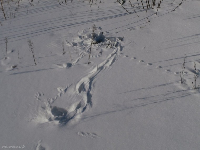 Отпечаток лапы животного