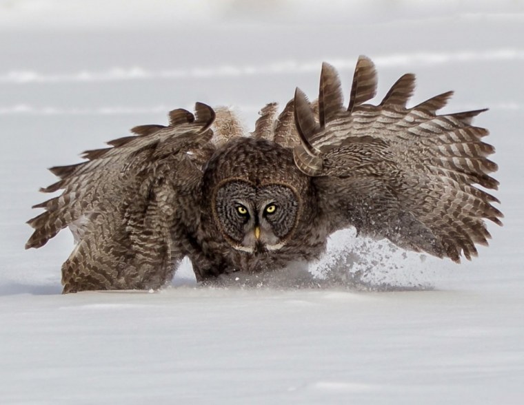 Отпечаток Совы на снегу