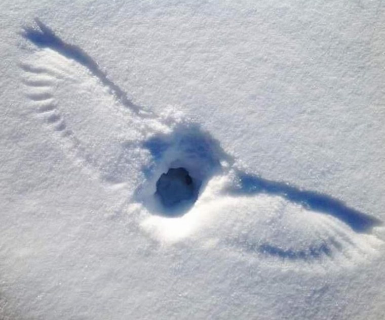 Следы голубя на снегу