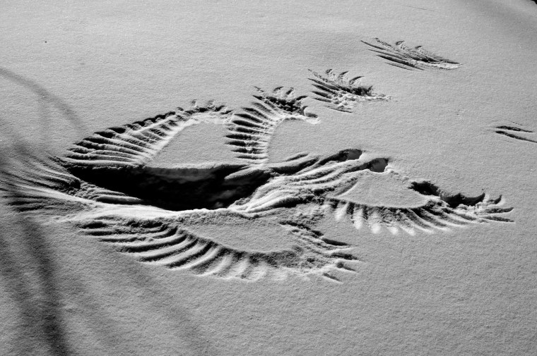 Следы лап кенгуру