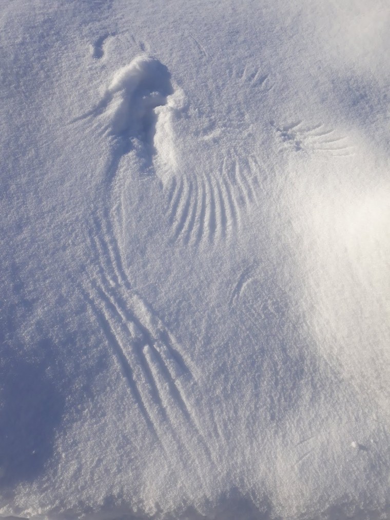 Следы Совы на снегу