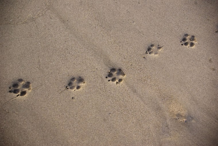 Следы пингвина