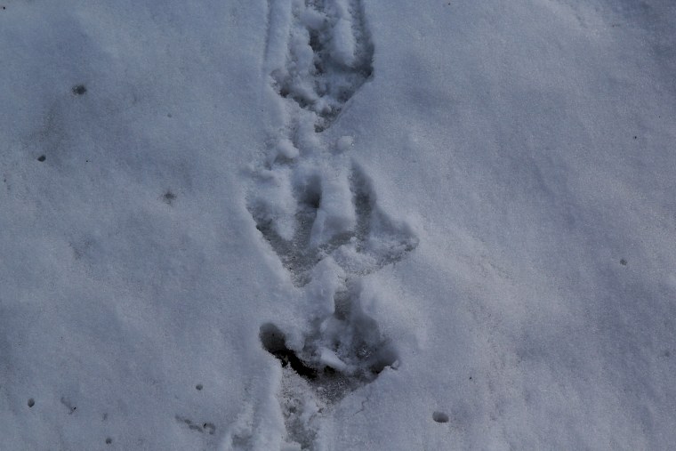 Следы сороки на снегу