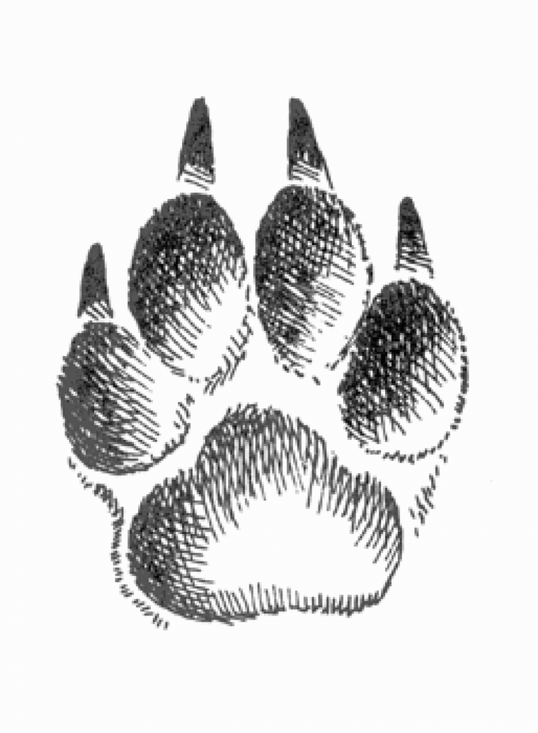 Следы вороны на снегу