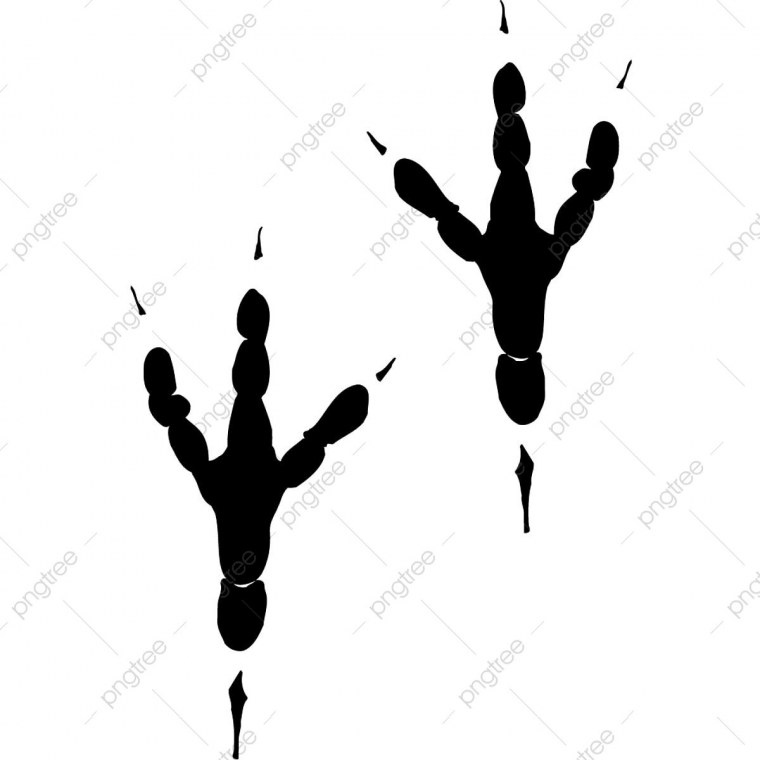 Следы вороны