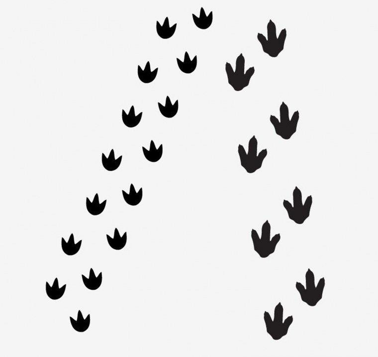 Следы животных средней полосы России