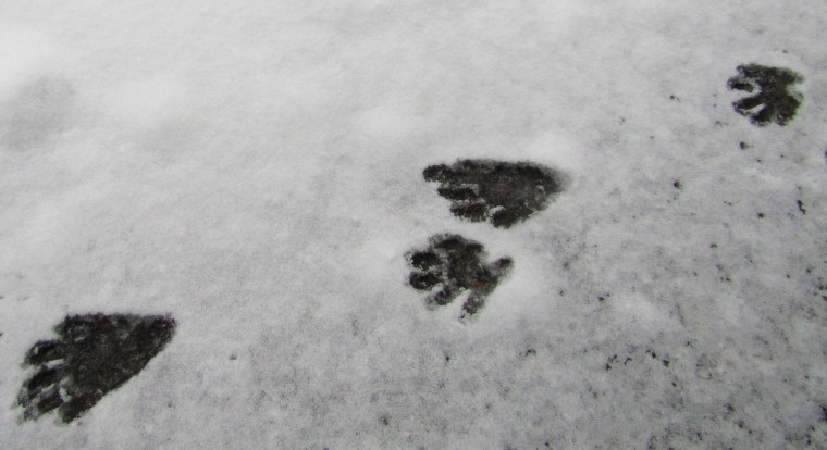 Человек Сова