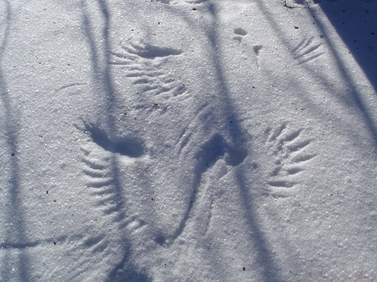 Необычные следы на снегу