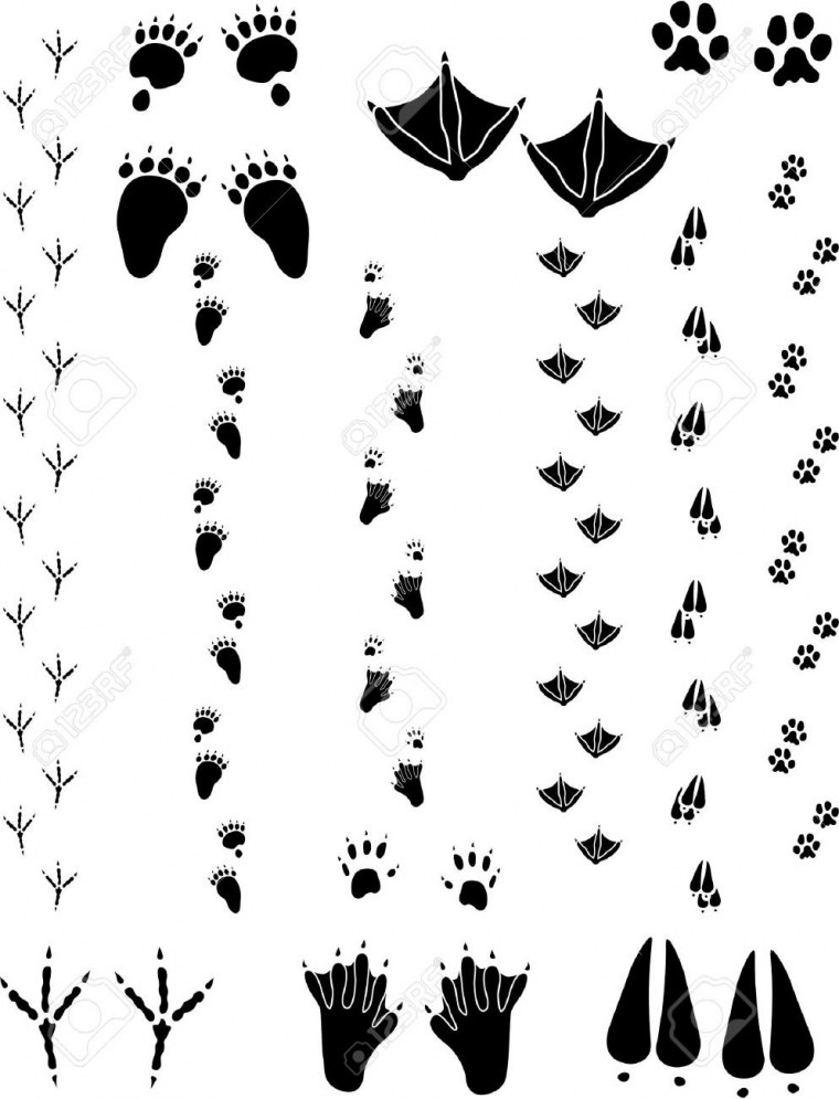 Следы птиц подписанные